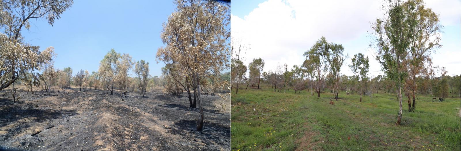 כוחו של הטבע. היער משתקם (צילום: יצחק לוגסי - קק''ל)